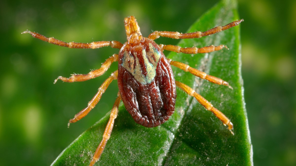 Gulf tick on leaf