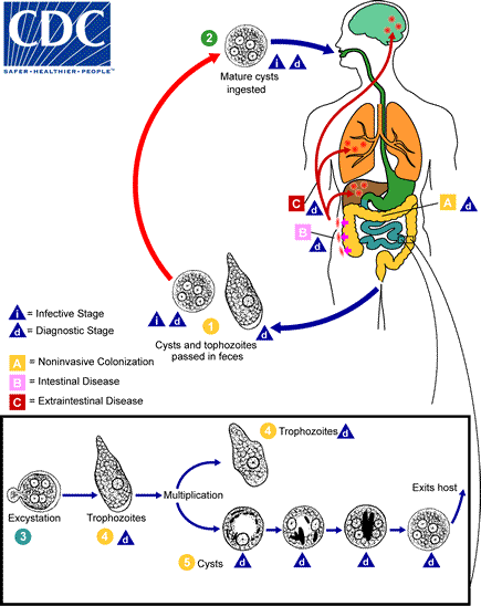 Lifecycle of Entamoeba histolytica