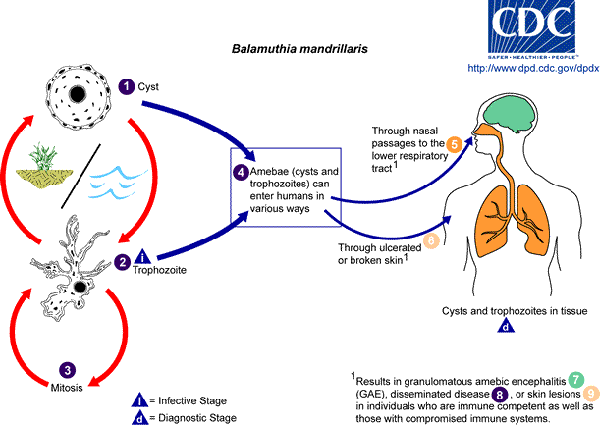 life cycle of Balamuthia mandrillaris.
