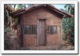 A house in an endemic area with cracked mud walls.