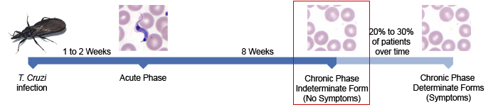 A time line of Chagas disease showing that it takes 1 - 2 weeks for a person to go through the incubation period before experiencing the Acute Phase of Chagas and then another 8 weeks before experiencing the Chronic Phase of Chagas disease.
