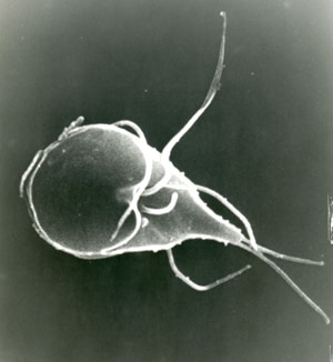 giardia worms in humans)