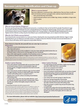 Raccoon Latrines: Identification & Clean-up