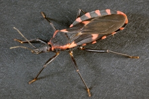 Triatomine Bug
