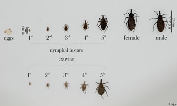 CDC - Chagas Disease - General Information - Vector Information