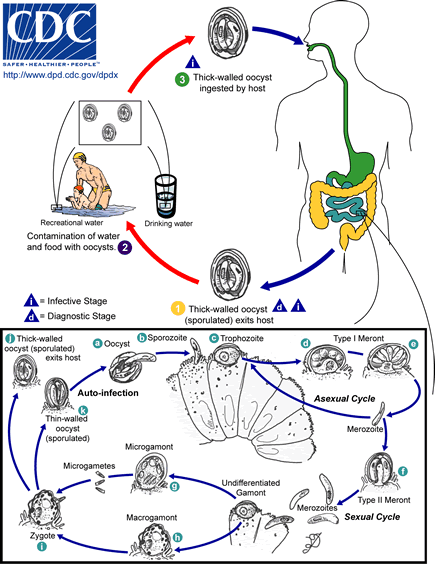 Image showing the life cycle of Cryptosporidium. Detailed description is below.