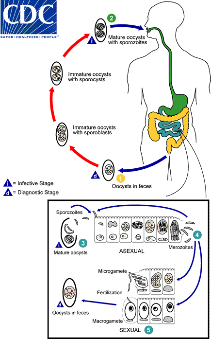 Oxiuros ciclo de vida cdc. Enterobius vermicularis ciclo biologico cdc
