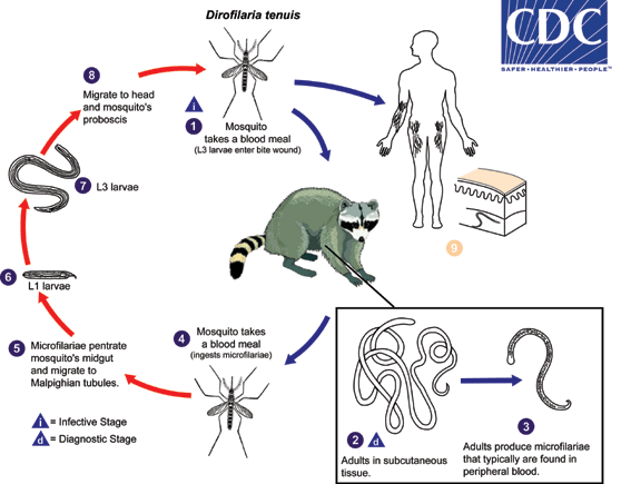 Life Cycle of D. tenuis lifecycle