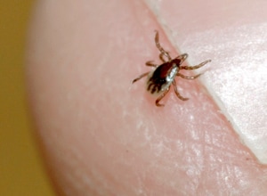 Image of an Ixodes scapularis tick on a fingertip. Credit: Graham Hickling, University of Tennessee.