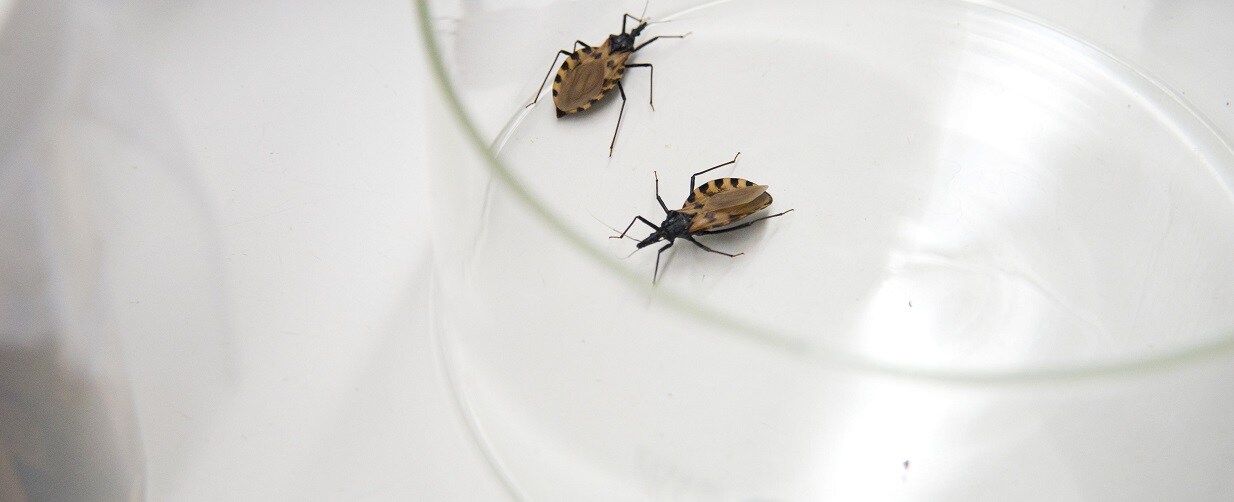 World Chagas Disease Day 2021