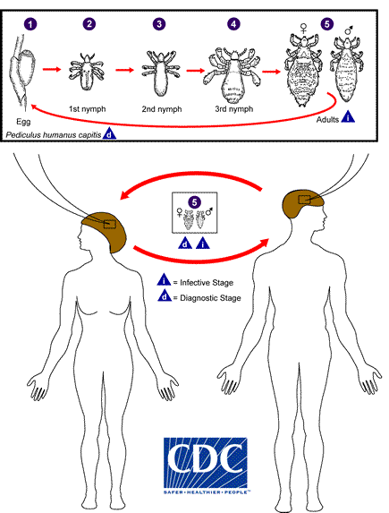 CDC - Lice - Head Lice - Biology