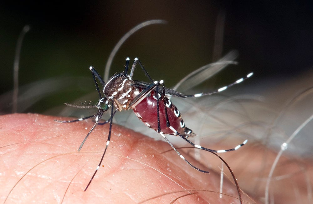 An <em>Aedes polynesiensis</em> female mosquito taking a blood meal. Credit: Paddy Ryan