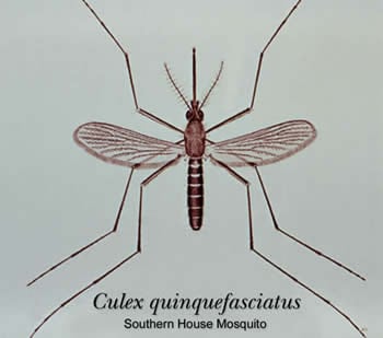 Illustration of <em>Culex quinquefasciatus</em>, a vector of lymphatic filariasis. Credit: CDC