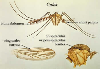 Illustration of <em>Culex</em>; several species in the genera <em>Culex</em> can transmit the infective larvae that cause lymphatic filariasis. Credit: CDC