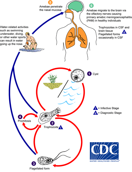 The Pathogen and Life Cycle of Naegleria fowleri.