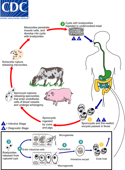 Sarcocystis hominis lifecycle