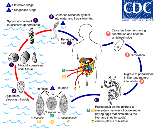 Schistosomiasis lifecycle