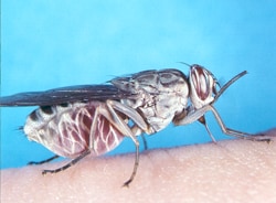 Close up of a tsetse fly taking a blood meal. Tsetse flies can transmit <em>T. brucei</em>.