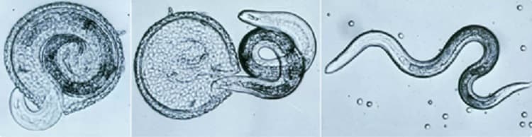 Various stages of Toxocara canis larva hatching
