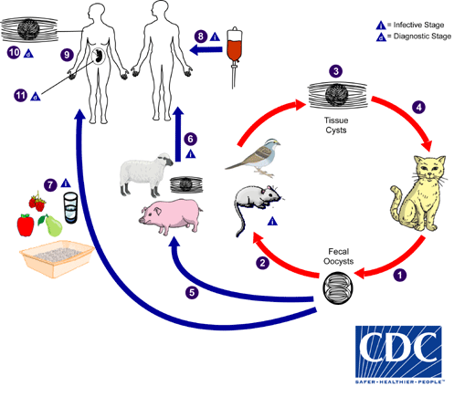 CDC - Toxoplasmosis - Biology
