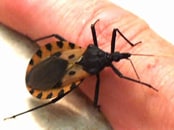 Triatomine bugs are the vectors for Chagas disease