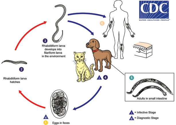 CLM life cycle