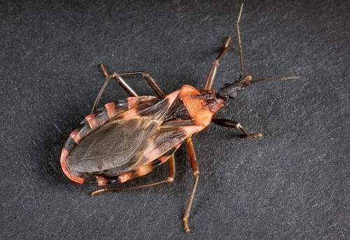 Triatomine bugs (“kissing bugs”) transmit the parasite that causes Chagas disease.
