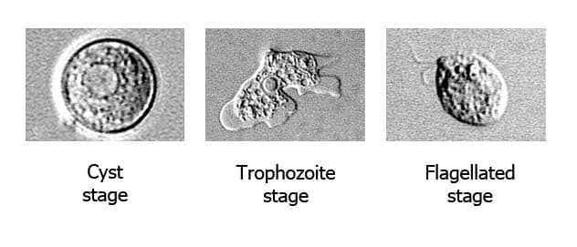Cyst stage, trophozoite stage, and flagellated stage of Naelgeria