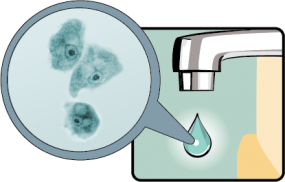illustration of Naegleria fowleri. It is approx. 1000 times larger than Naegleria actually is.