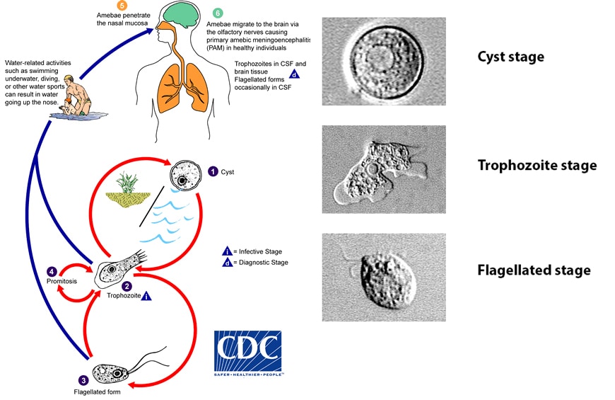 naegleria life cycle and life stages