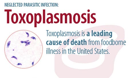 toxoplasmosis Infographic