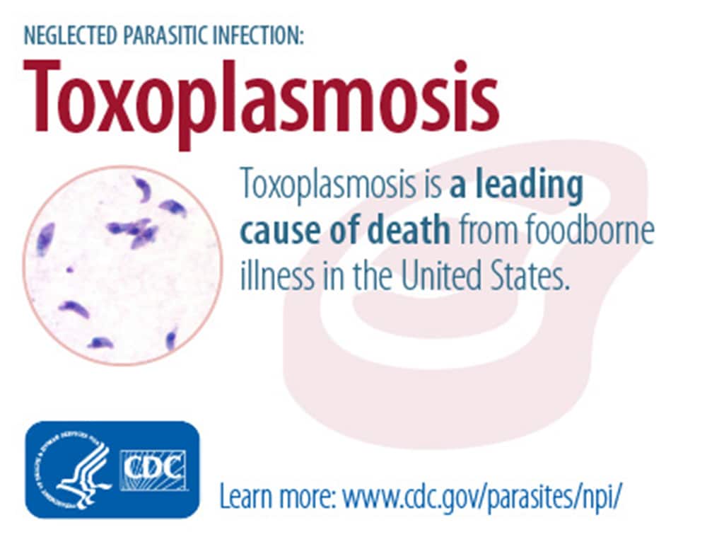 Toxoplazma paraziták