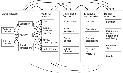 Chart showing the relationship between distal and proximal factors, physiologic factors, diseases and injuries, and health outcomes