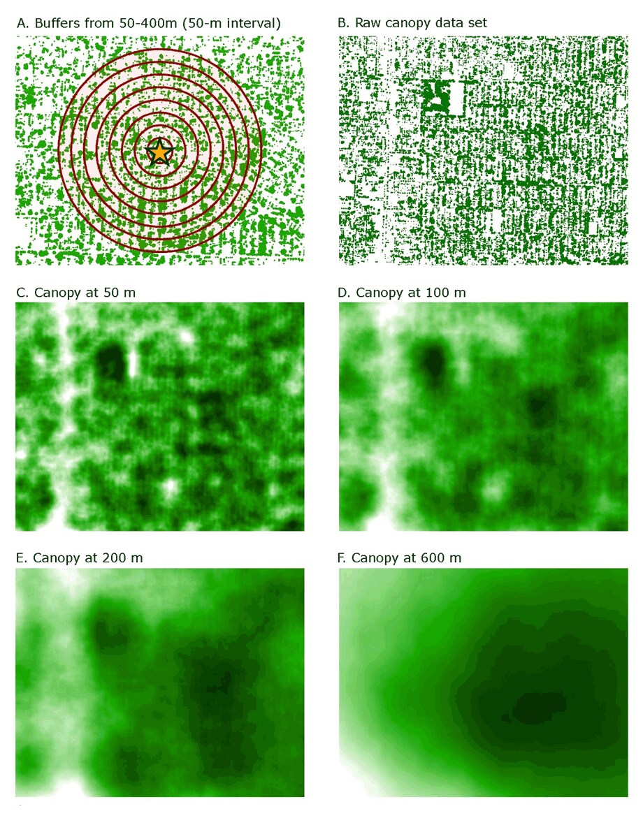  Example of the process of creating buffers on a raster. The input data (A) is converted from vector to a raster that contains pixel values representing the results for specified distances. In this example, the raw data has the values 1 (green, representing canopy) and 0 (white, representing not-canopy). The output describes the percentage of land cover classified as canopy.