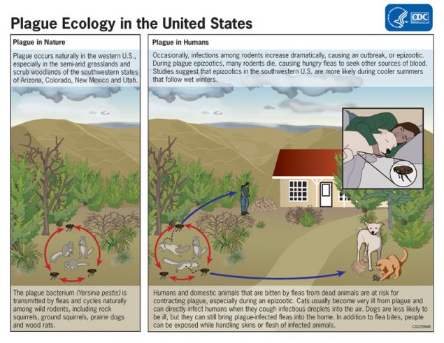 Plague ecology in the U.S. infographic.