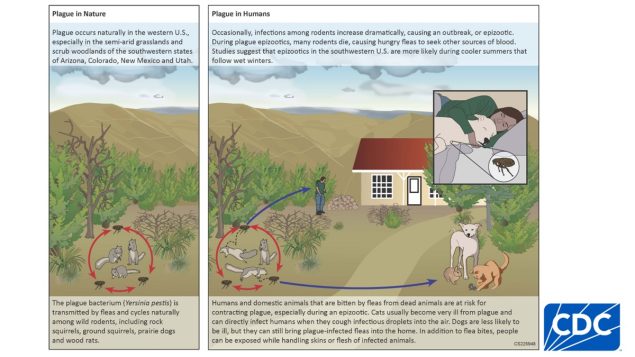 Plague ecology in the U.S. infographic.