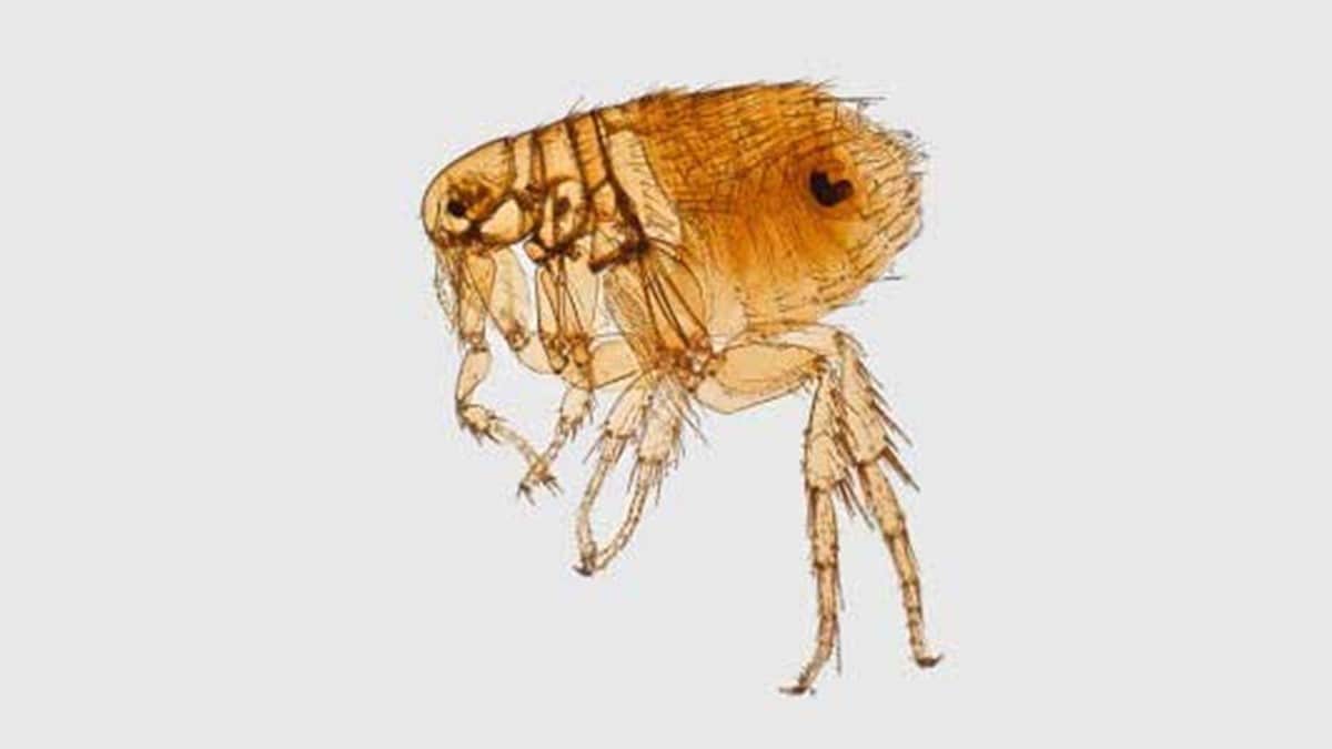Microscopic image of a flea.