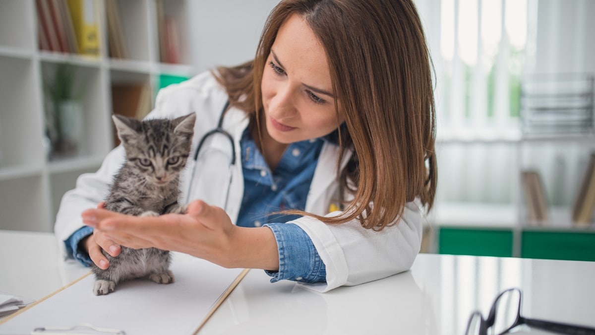 Veterinarian assessing small kitten on a desk.