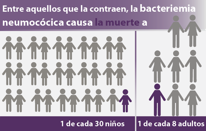 Entre los que la contraen, la bacteriemia neumocócica causa la muerte a 1 de cada 30 niños, 1 de cada 8 adultos