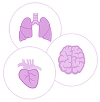Ilustración de los pulmones, el corazón y el cerebro.