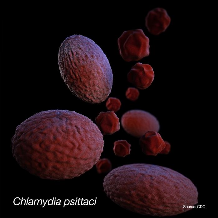 Chlamydia psittaci