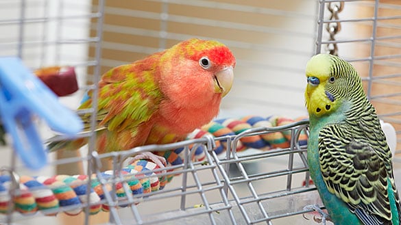 Parakeets sitting in a cage