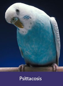 Parakeet, label: Psittacosis