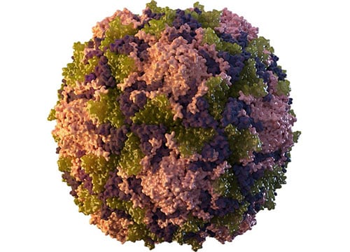A 3-dimensional representation of poliovirus.