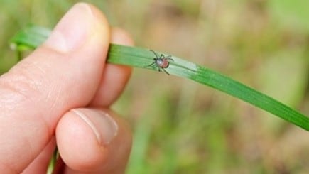 adult tick walking on a blade of grass towards warm source
