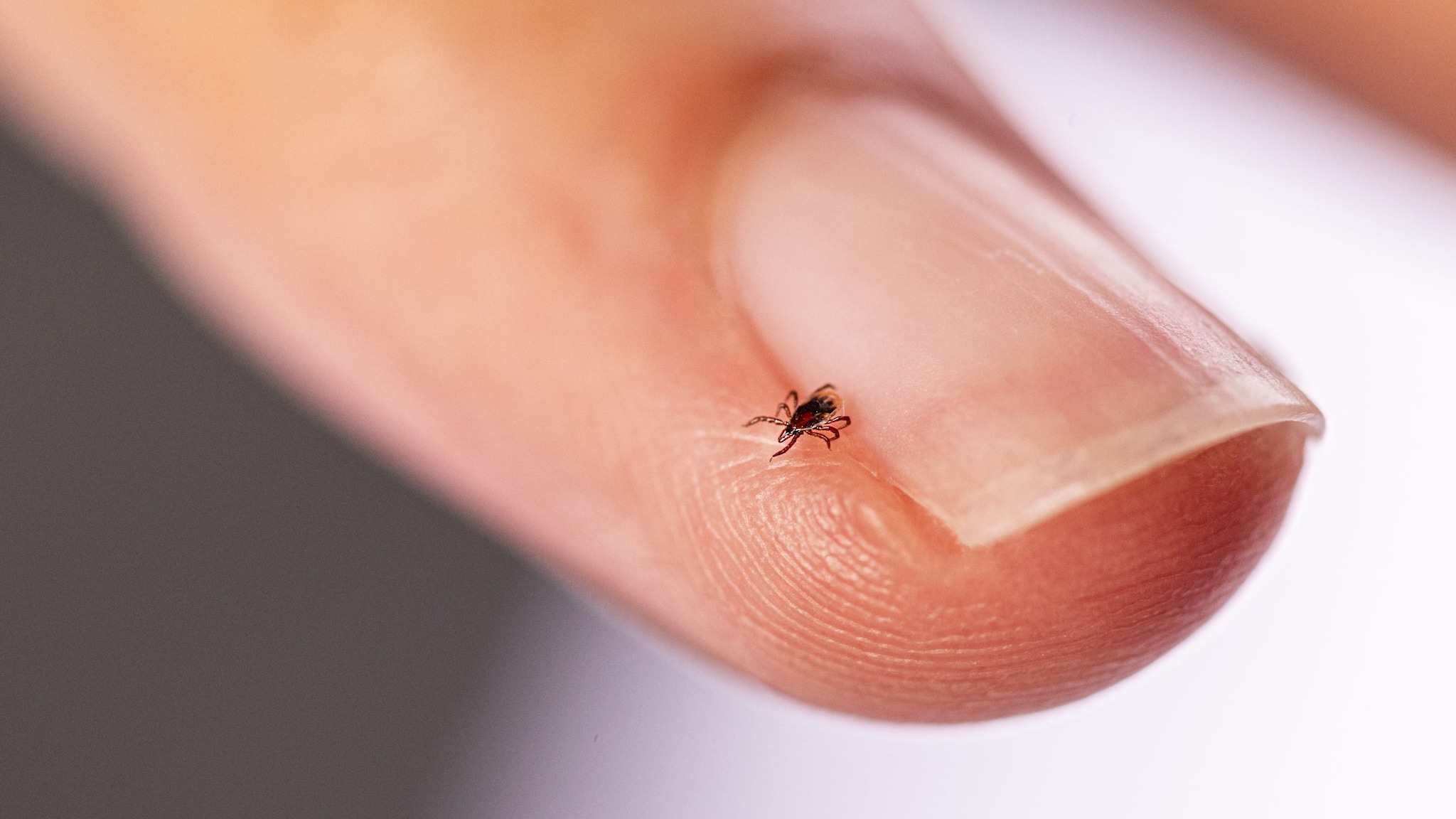 Blacklegged tick on a white fingernail