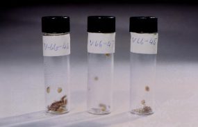 3 vials containing smallpox scabs