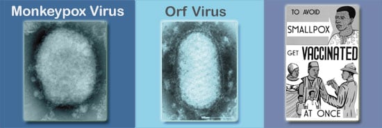 Image of monkeypox and orf viruses and a smallpox poster.