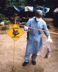 Investigating outbreak of monkeypox in Democratic Republic of the Congo formerly Zaire, 1996–1997. Dr. Williams, D.V.M. wearing personal protection equipment (PPE) handling two newly-acquired Gambian rats.