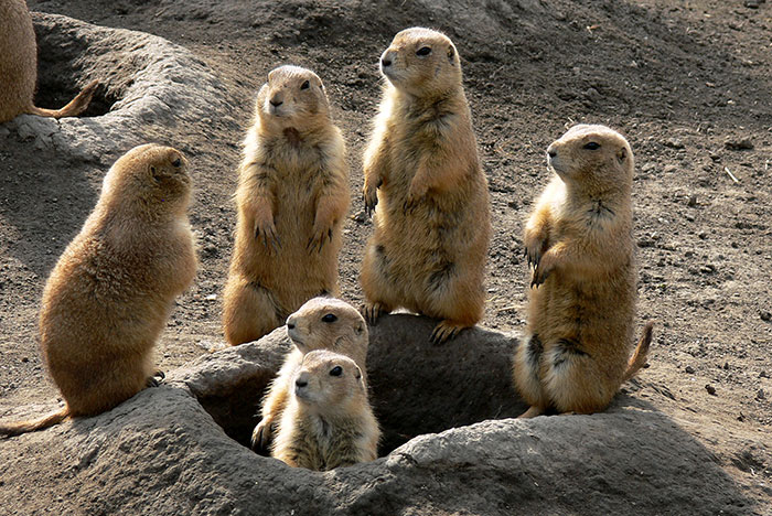 Image of several prairie dogs grouped together around their tunnel opening